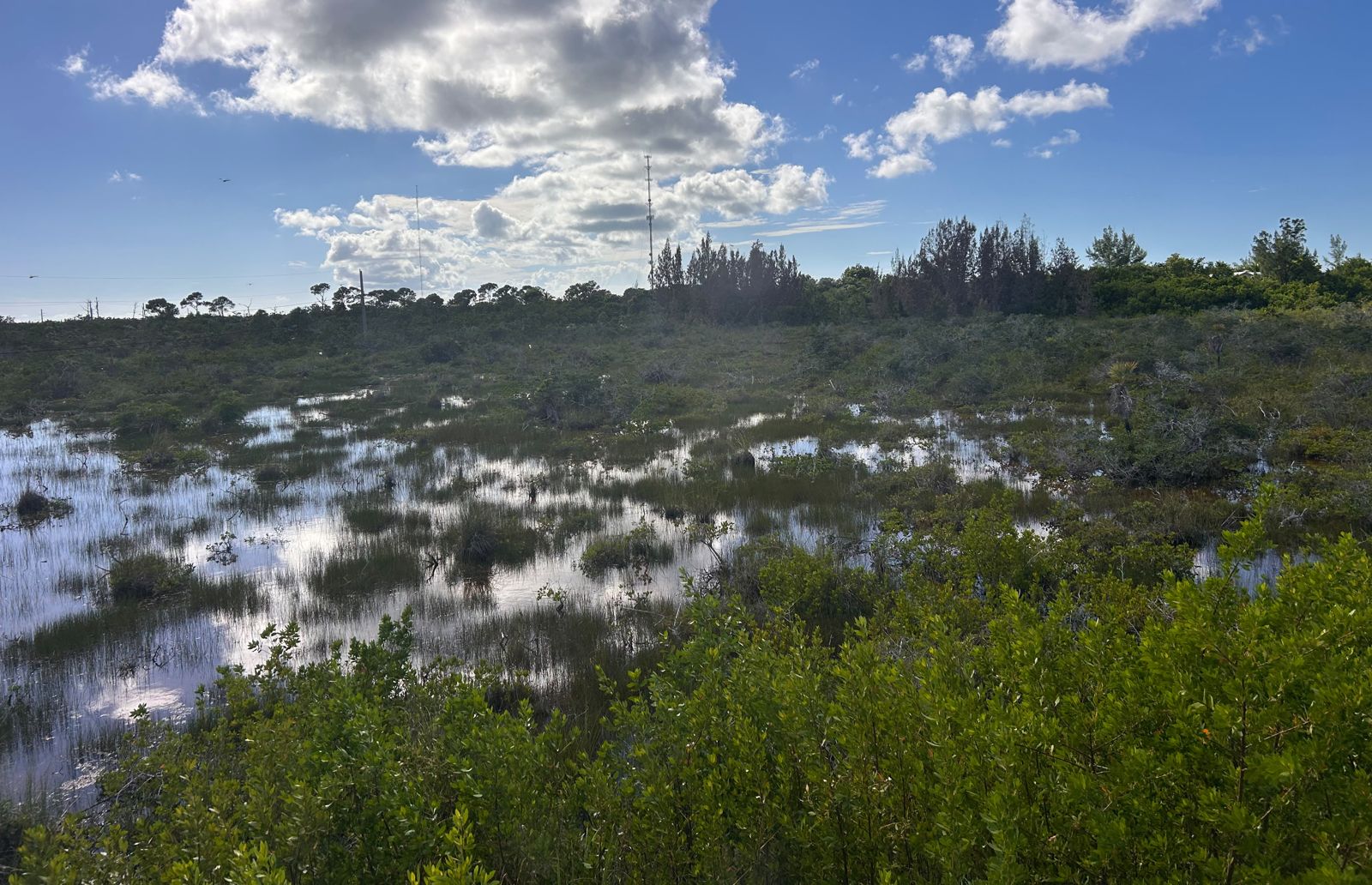 Lower Keys landscape